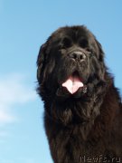 Превью фото № 171712