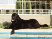 Превью фото № 171713