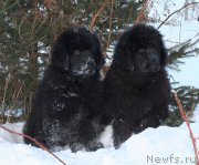 Превью фото № 171756