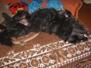 Превью фото № 171765