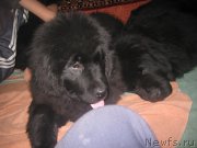 Превью фото № 171766