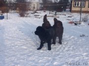 Превью фото № 171777