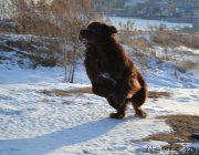 Превью фото № 171797