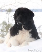 Превью фото № 171812