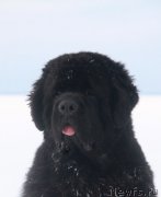 Превью фото № 171826