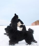 Превью фото № 171828