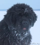 Превью фото № 171833