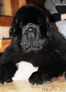 Превью фото № 171860