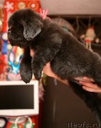 Превью фото № 171935