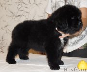 Превью фото № 171998