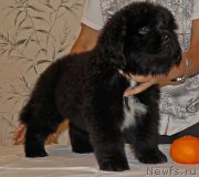 Превью фото № 171999