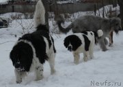 Превью фото № 172032