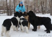 Превью фото № 172048