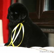 Превью фото № 172084