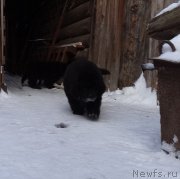 Превью фото № 172117