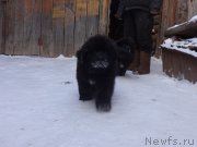 Превью фото № 172124