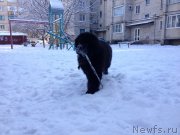 Превью фото № 172246