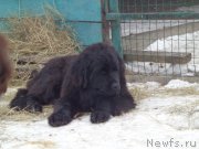 Превью фото № 172247