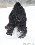 Превью фото № 172257