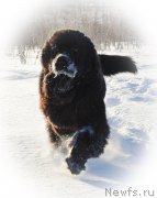 Превью фото № 172258