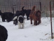 Превью фото № 172260