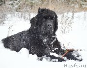 Превью фото № 172262