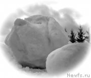 Превью фото № 172264