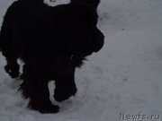 Превью фото № 172269