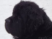 Превью фото № 172274