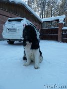 Превью фото № 172360