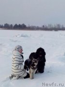 Превью фото № 172409