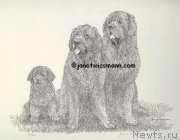 Превью фото № 172416