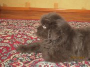 Превью фото № 172429