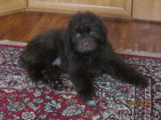 Превью фото № 172430