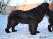 Превью фото № 172435