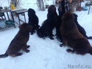 Превью фото № 172565