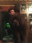 Превью фото № 172570