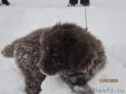 Превью фото № 172574