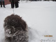 Превью фото № 172576