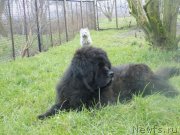 Превью фото № 172582