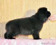 Превью фото № 172598