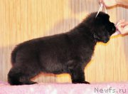 Превью фото № 172599