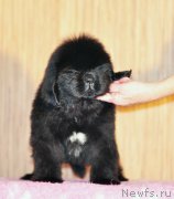 Превью фото № 172600