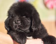 Превью фото № 172603