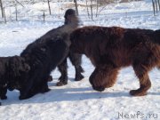 Превью фото № 172678