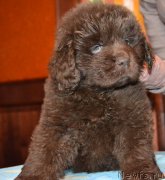 Превью фото № 172730