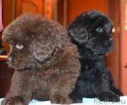 Превью фото № 172734