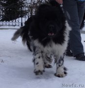 Превью фото № 172749