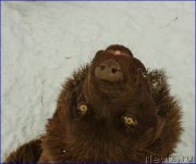 Превью фото № 172760