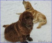 Превью фото № 172763